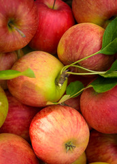Fototapeta na wymiar Organic apples in basket close up, fresh homegrown produce