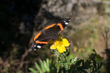 Norwegian butterfly and end of summer
