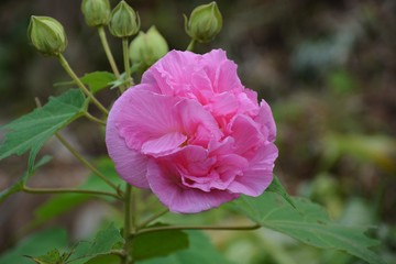 夕方の酔芙蓉
朝昼夕と色が変化する、一日花。