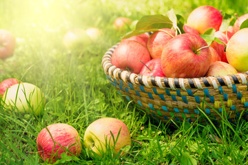 Organic apples in basket, apple orchard, fresh homegrown produce