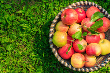 Organic apples in basket, apple orchard, fresh homegrown produce