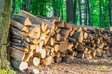 pile of wood trunks stored in a forest