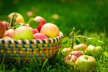 Organic apples in basket, apple orchard, fresh homegrown produce