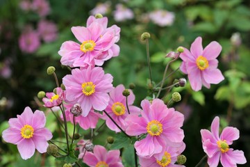 Anemone japonica