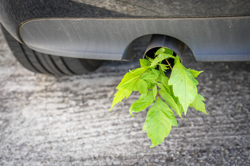 A plant with green leaves grows outside a car pipe exhaust muffler