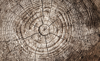 Circular pattern of old brown wooden log
