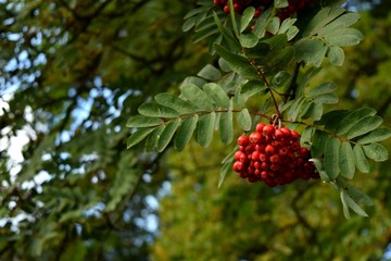 Rowan berries growing on tree