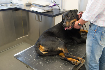 Rothweiler at the veterinarian