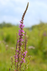purple loosestrife