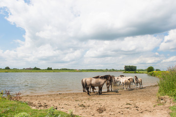 Dutch river landscape with horses