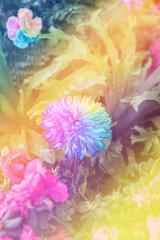 Fototapeta na wymiar rainbow chrysanthemum flower