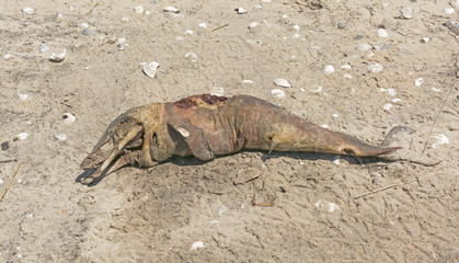 Dead Dolphin on an Ocean Beach