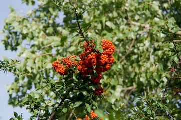 Fire Thorn (Pyracantha coccinea)