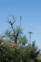 Power line in the forest