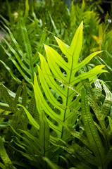 Obraz premium Fern leaves