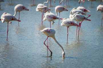Pink Flamingo (Phoenicopterus ruber) in Camargue, France