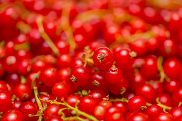 Background made of red currant berries