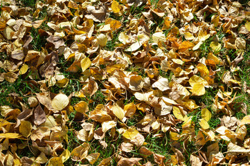 Autumn colors in the parks of Moscow, Russia