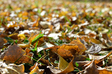 Autumn colors in the parks of Moscow, Russia. Shallow depth of field