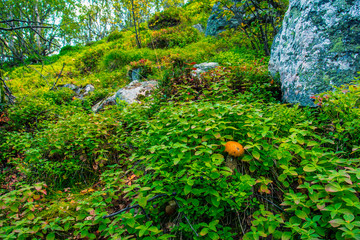 The vegetation of the Arctic tundra,berries and mushrooms