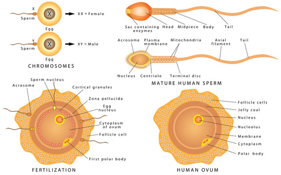Conception ovum and sperm