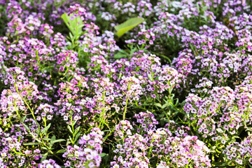 Naklejka premium Small violet flowers