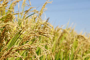 The rice in the field