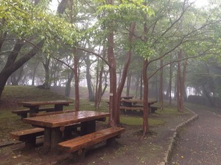 туман в парке
