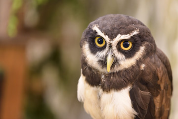 portrait of little owl on natural background