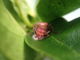 queen ants