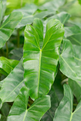 Green Caladium plant