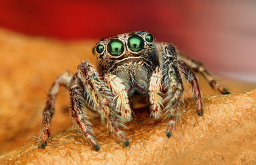 extreme macro