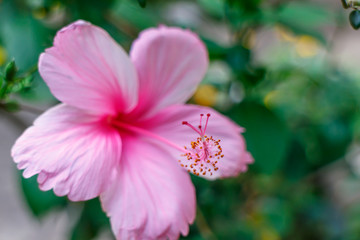 Fototapeta premium pink tropical flower out of focus