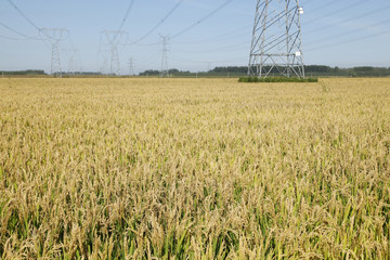 The rice in the field