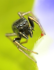 Fototapeta premium extreme macro