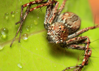 extreme macro