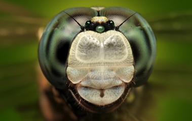 extreme macro