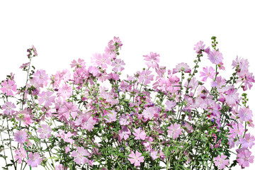 Musk-mallow Flower