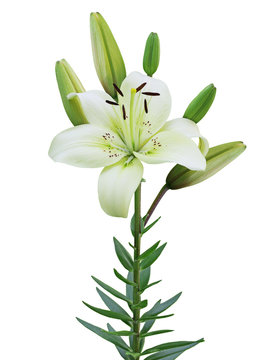 Single Lily plant