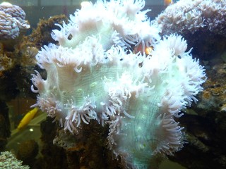 Soft coral
