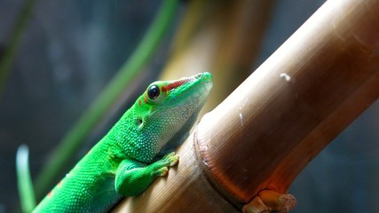 Green lizard
