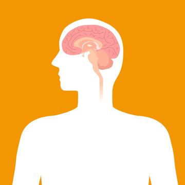 human brain structure, image illustration