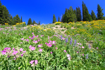 Yellowstone National Park Wildflowers
