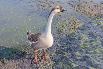black goose farm in Thailand