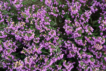 Fleurs de bruyère