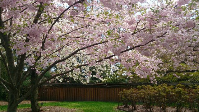 Cherry Tree At Brooklyn Botanic Garden