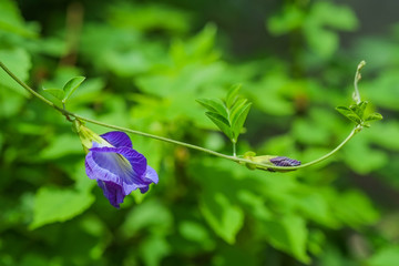 Butterfly pea;  Clitoria ternatea