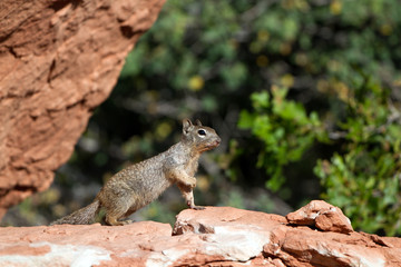 Naklejka na ściany i meble Rock Squirrel strikes a pose in Zion National Park in Utah
