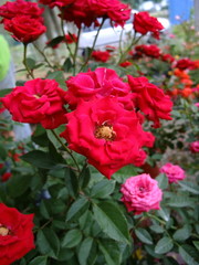 Roses in botanical garden
