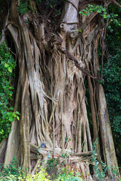 Banyan roots Bodhi tree cover